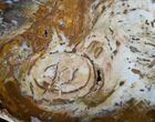 Brilliant Hubbard Basin Petrified Wood Slab - x #7624-2